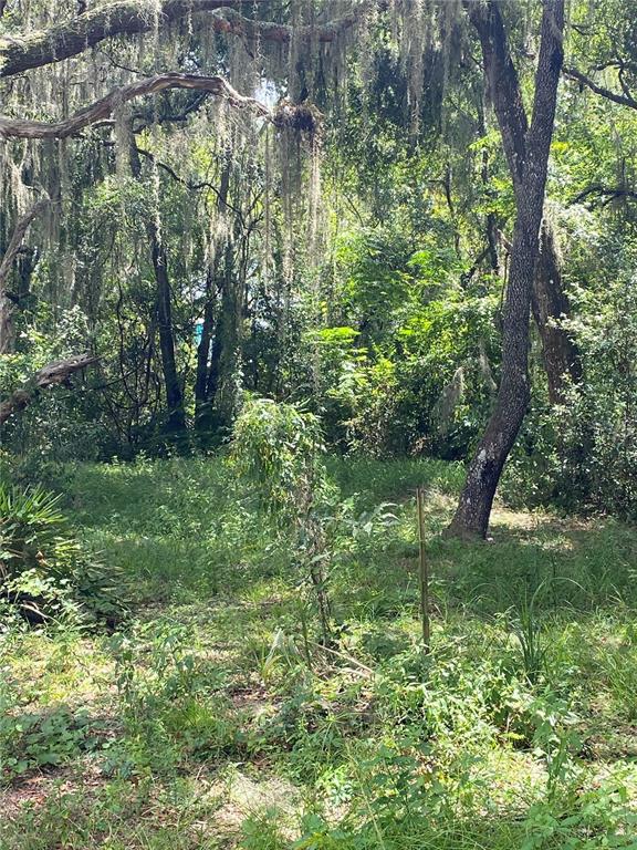 A wooded lot featuring large trees draped in Spanish moss and patches of green vegetation — CR 448C, LAKE PANASOFFKEE, FL