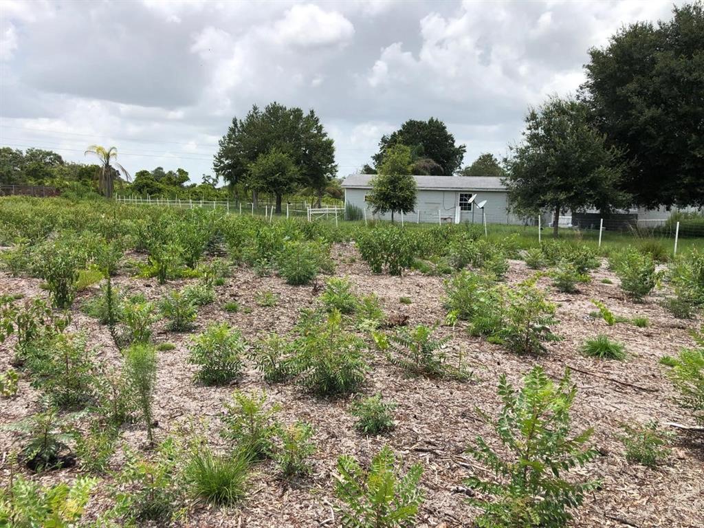 A field of small saplings and mulch with a house and trees in the background — DUCK KEY STREET, LAKE WALES, FL