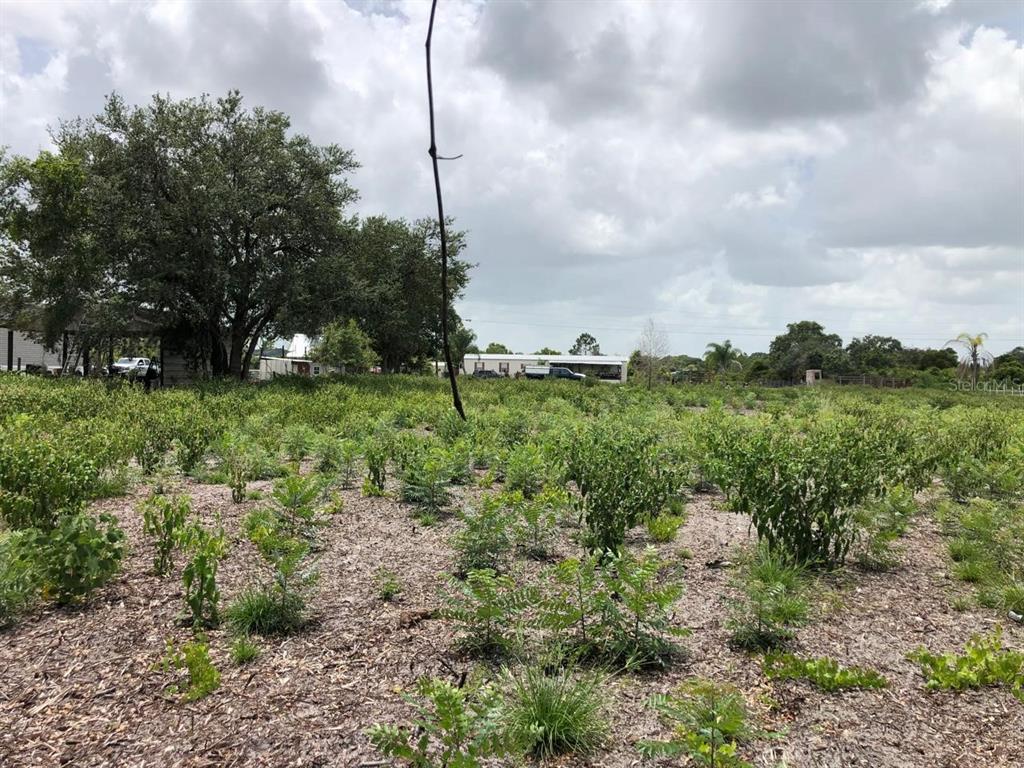 A large, flat, grassy lot features scattered small shrubs and mature trees under a cloudy sky — DUCK KEY STREET, LAKE WALES, FL