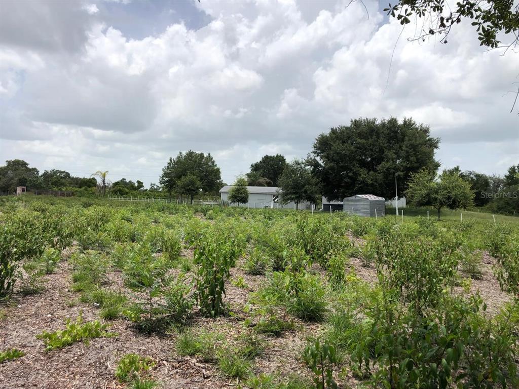 A field of small green plants leads to a house and shed under a cloudy sky — DUCK KEY STREET, LAKE WALES, FL