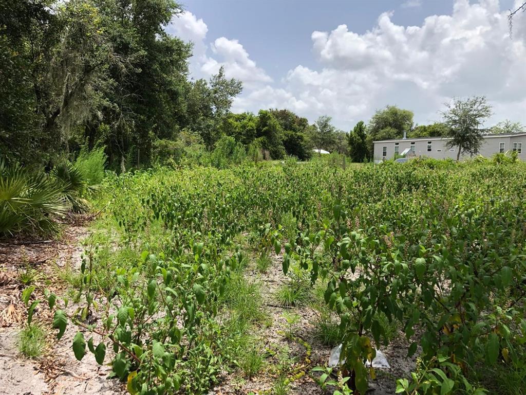 A vacant, overgrown lot with sandy soil and dense vegetation in front of a house — DUCK KEY STREET, LAKE WALES, FL
