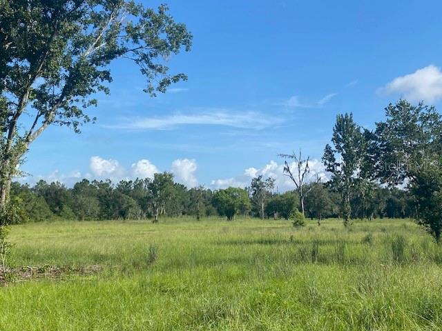 A wide, grassy field is surrounded by a line of trees under a blue sky — 5840 BOB SMITH AVENUE, PLANT CITY, FL
