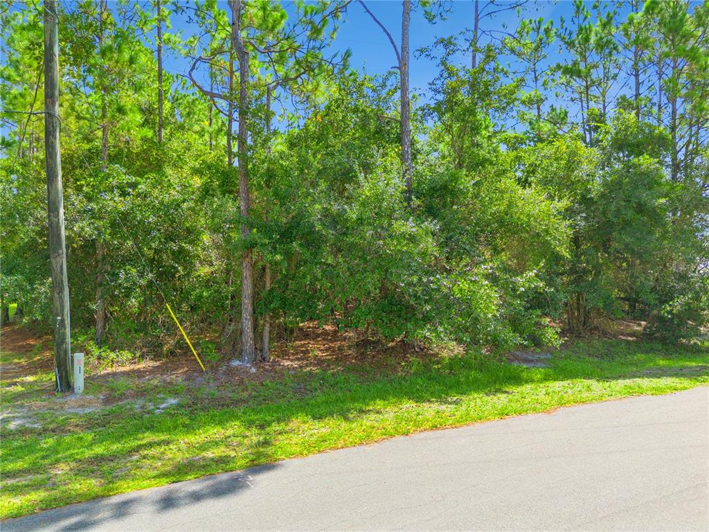 A wooded, undeveloped residential lot sits adjacent to a paved asphalt road — MUSTANG, ST CLOUD, FL