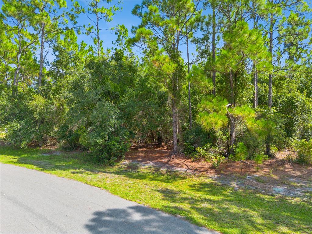 A paved road borders a wooded lot with tall pine trees and dense undergrowth — MUSTANG, ST CLOUD, FL