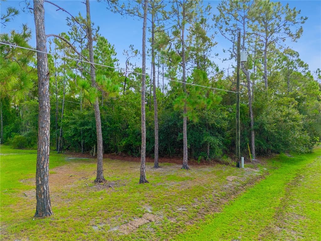 A grassy lot with several tall pine trees and a utility pole under a blue sky — MUSTANG, ST CLOUD, FL