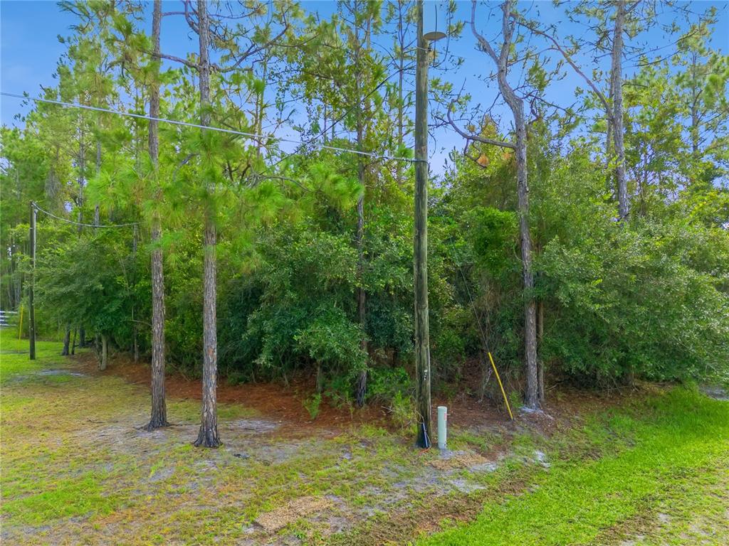 A wooded lot features tall pine trees, dense underbrush, and utility poles along a grassy area — MUSTANG, ST CLOUD, FL