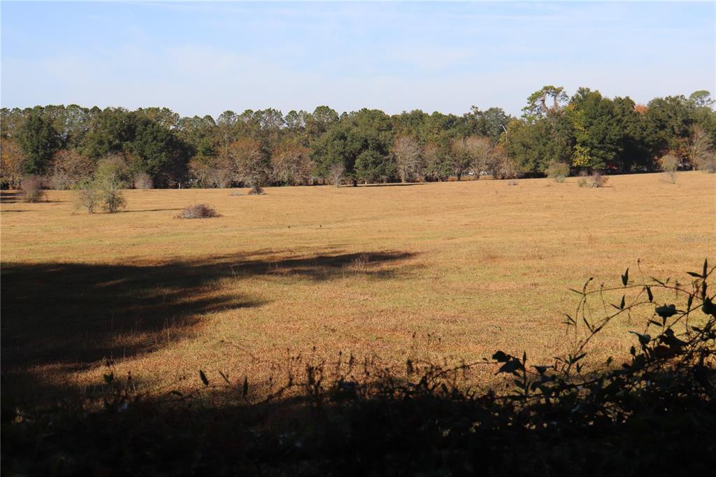 A wide, grassy field stretches toward a dense line of trees under a clear sky — 8340 SW 35TH AVENUE, OCALA, FL