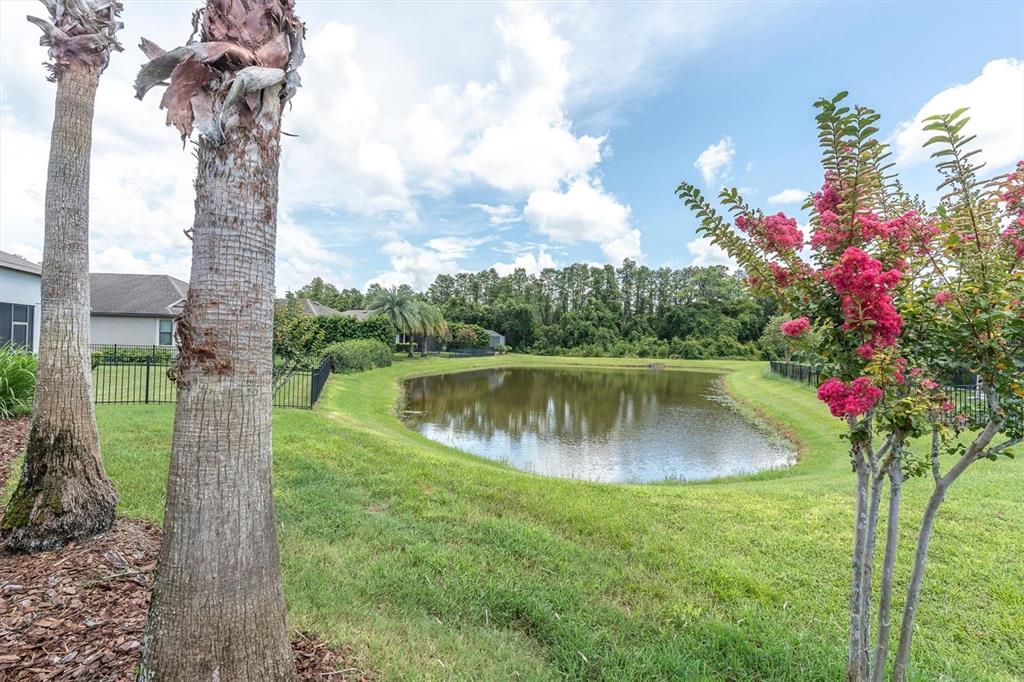 A pond sits behind a grassy backyard with palm trees and a blooming crape myrtle — 8454 MAY PORT COURT, LAND O LAKES, FL
