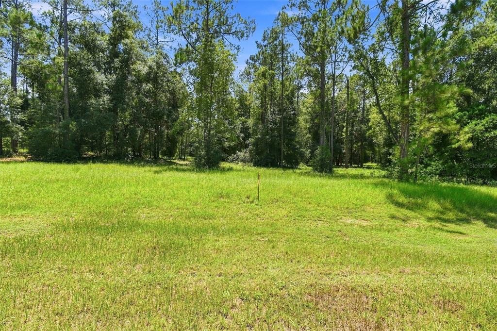 A grassy, open lot is bordered by a dense forest of tall pine trees — 24150 GREENWOOD CROSSING, EUSTIS, FL