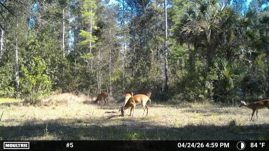 A trail camera captures several deer grazing in a wooded area with a hunting stand — 16840 JOZACH DRIVE, NAPLES, FL
