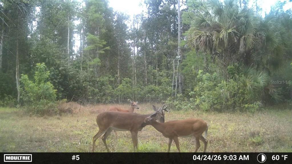 Three deer stand in a grassy clearing in front of a wooded area with a tree stand — 16840 JOZACH DRIVE, NAPLES, FL