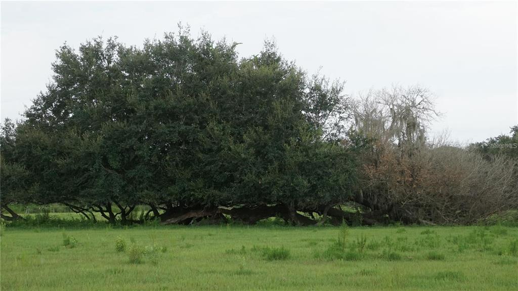 A large, sprawling oak tree stands in the middle of a grassy field — DURANT RD, DOVER, FL