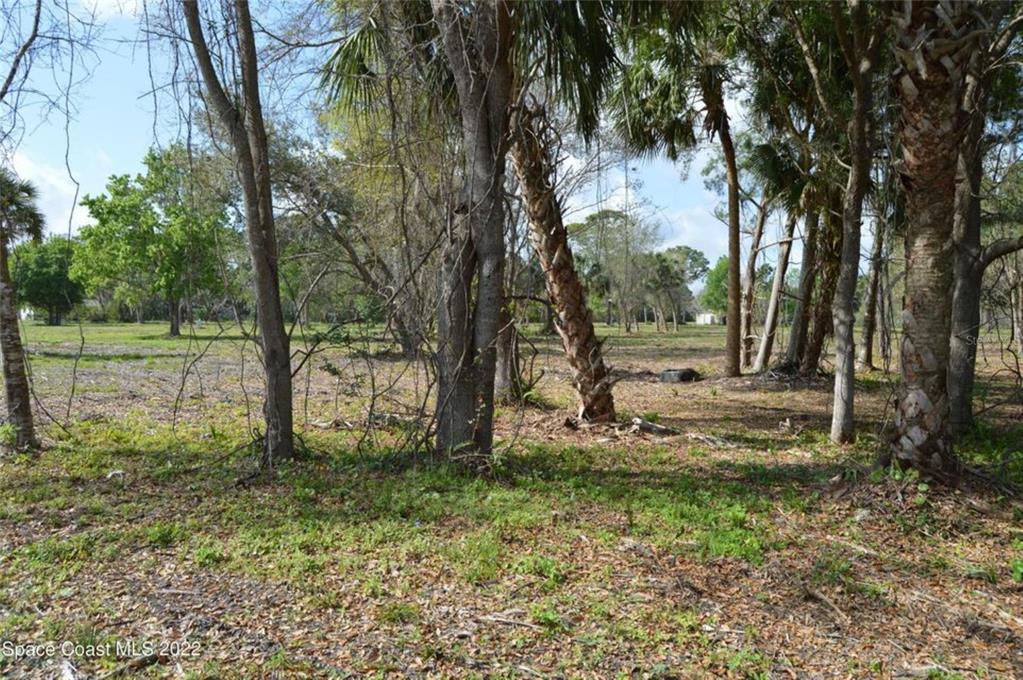 A wooded, undeveloped lot with scattered trees and patches of grass and fallen leaves — 3500 US HIGHWAY 1, MIMS, FL