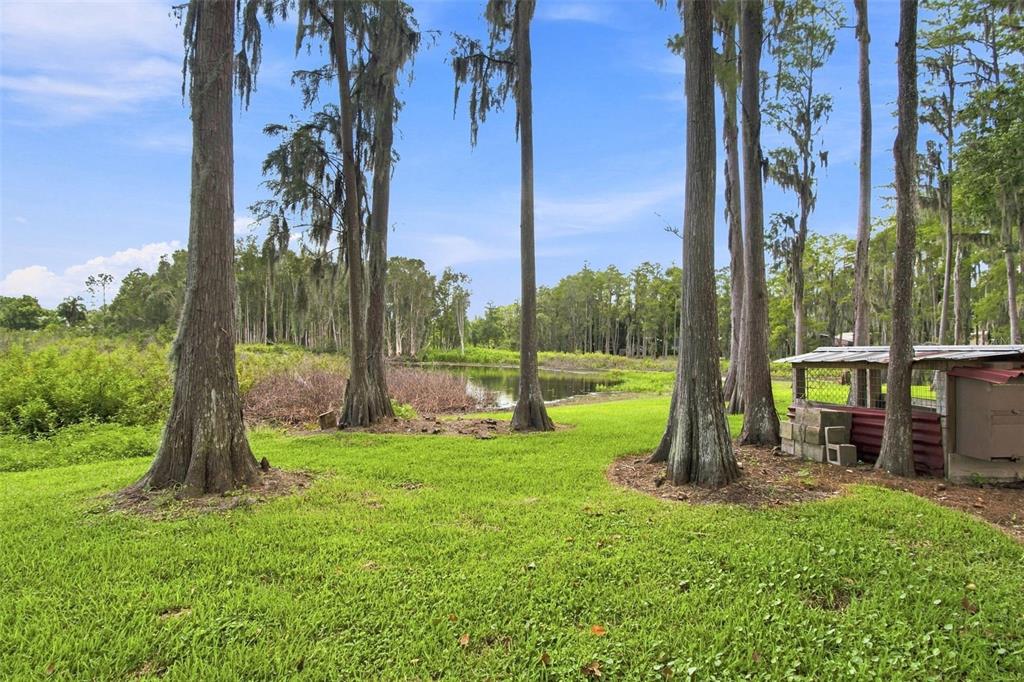 A grassy yard with tall cypress trees overlooks a small pond near a rustic shed — 210 LAKE HOBBS ROAD, LUTZ, FL