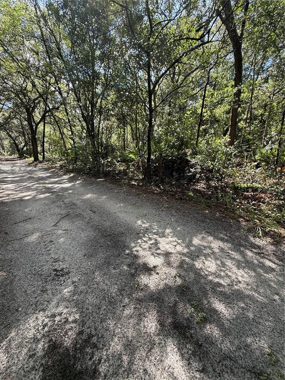 A dirt road runs alongside a dense, wooded area with tall trees and thick undergrowth — TBD SW 152ND PLACE, DUNNELLON, FL