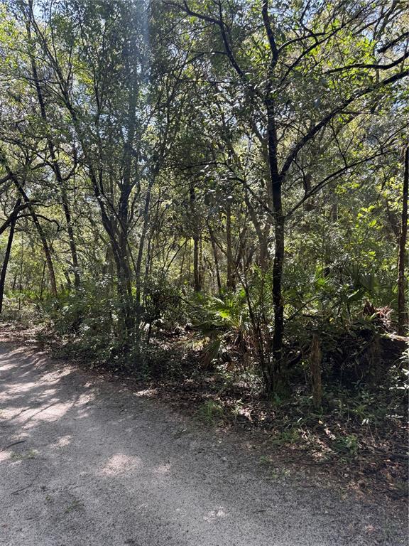 A dirt path runs along the edge of a dense, wooded area with many trees — TBD SW 152ND PLACE, DUNNELLON, FL