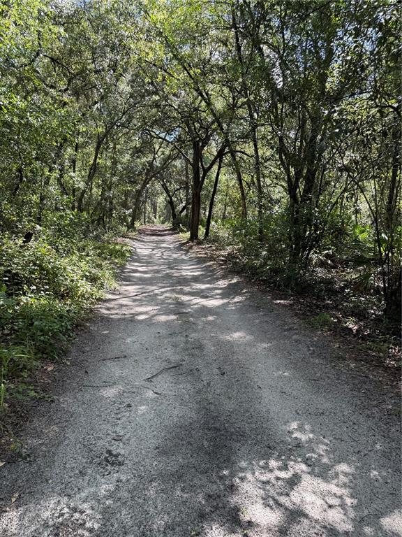 A dirt path winds through a dense, sunlit forest with overhanging tree branches — TBD SW 152ND PLACE, DUNNELLON, FL