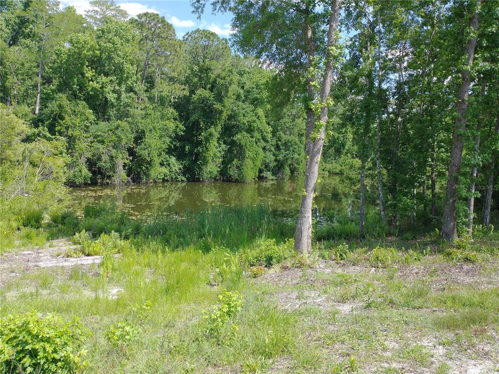A view of a pond surrounded by dense trees and grassy vegetation — 0000 EAGLE BOULEVARD, LAND O LAKES, FL