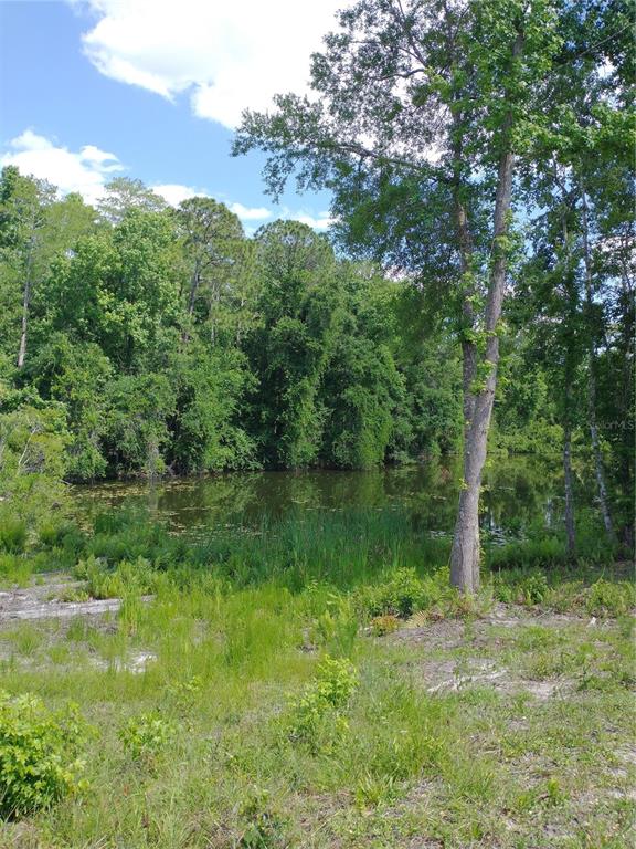 A grassy lot slopes down toward a small pond surrounded by dense trees and vegetation — 0000 EAGLE BOULEVARD, LAND O LAKES, FL