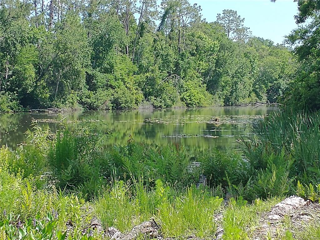 A view of a calm pond surrounded by lush green trees and dense vegetation — 0000 EAGLE BOULEVARD, LAND O LAKES, FL