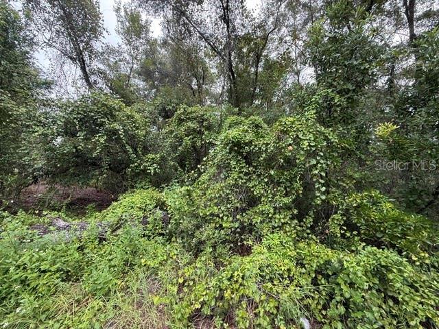 A dense, overgrown wooded area with thick vines covering trees and ground vegetation — 177 N OAKWOOD TERRACE, INVERNESS, FL