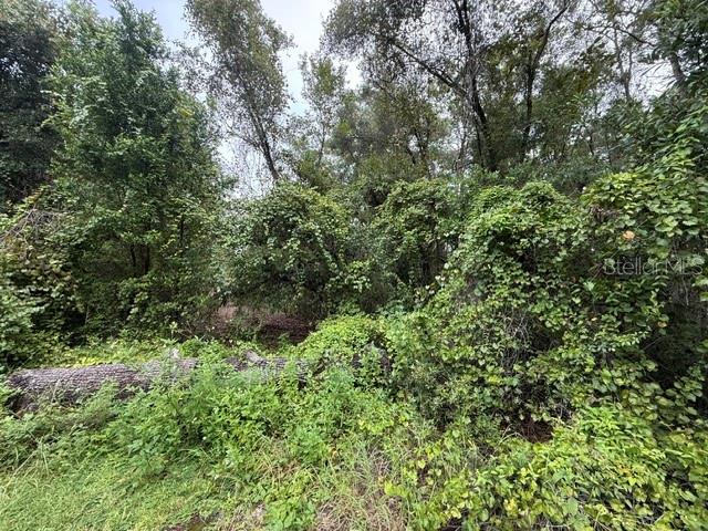 A fallen tree trunk lies in a densely wooded area with thick undergrowth and vines — 177 N OAKWOOD TERRACE, INVERNESS, FL