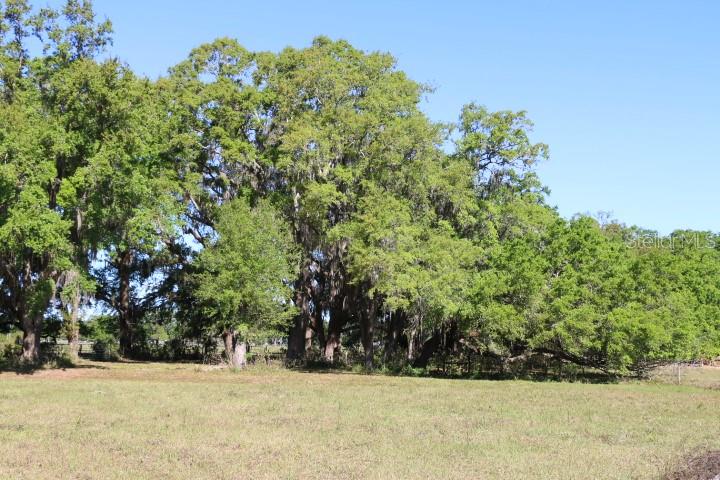 A large, grassy field bordered by a cluster of mature oak trees under a clear sky — CR 48, BUSHNELL, FL