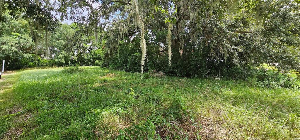 A grassy, undeveloped lot features mature trees with hanging Spanish moss — PINE ISLAND DRIVE, LEESBURG, FL