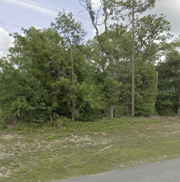 A dense cluster of trees and shrubs grows on a grassy, undeveloped lot — Lot 4 SW 155 PLACE, OCALA, FL