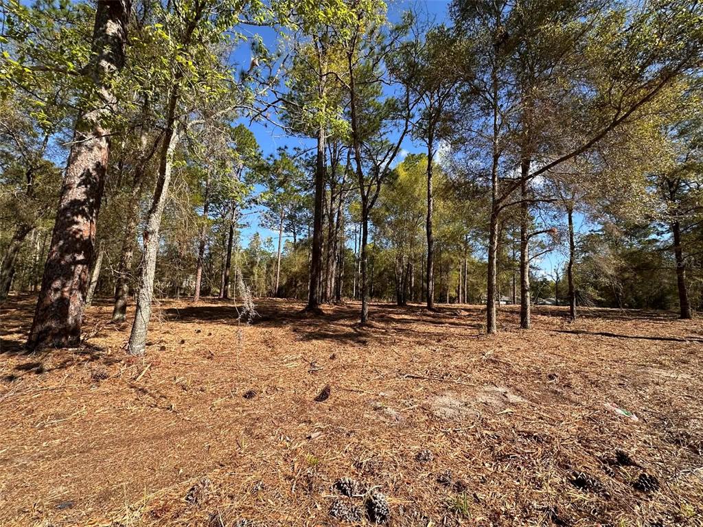 A wooded lot with tall pine trees and a ground covered in pine needles — 0 W HWY 40, OCALA, FL