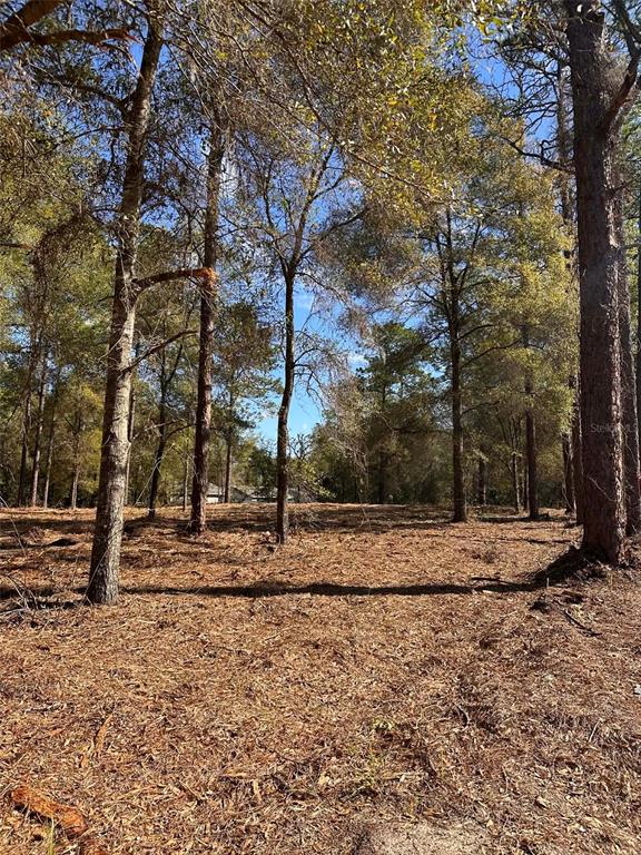 A wooded, undeveloped lot covered in pine needles and scattered trees under a blue sky — 0 W HWY 40, OCALA, FL