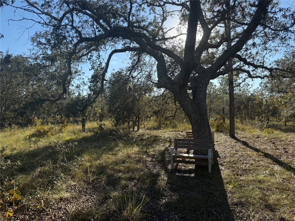 A wooden bench sits under a large tree in a grassy, wooded outdoor area — 00 SE 73RD LANE, MORRISTON, FL