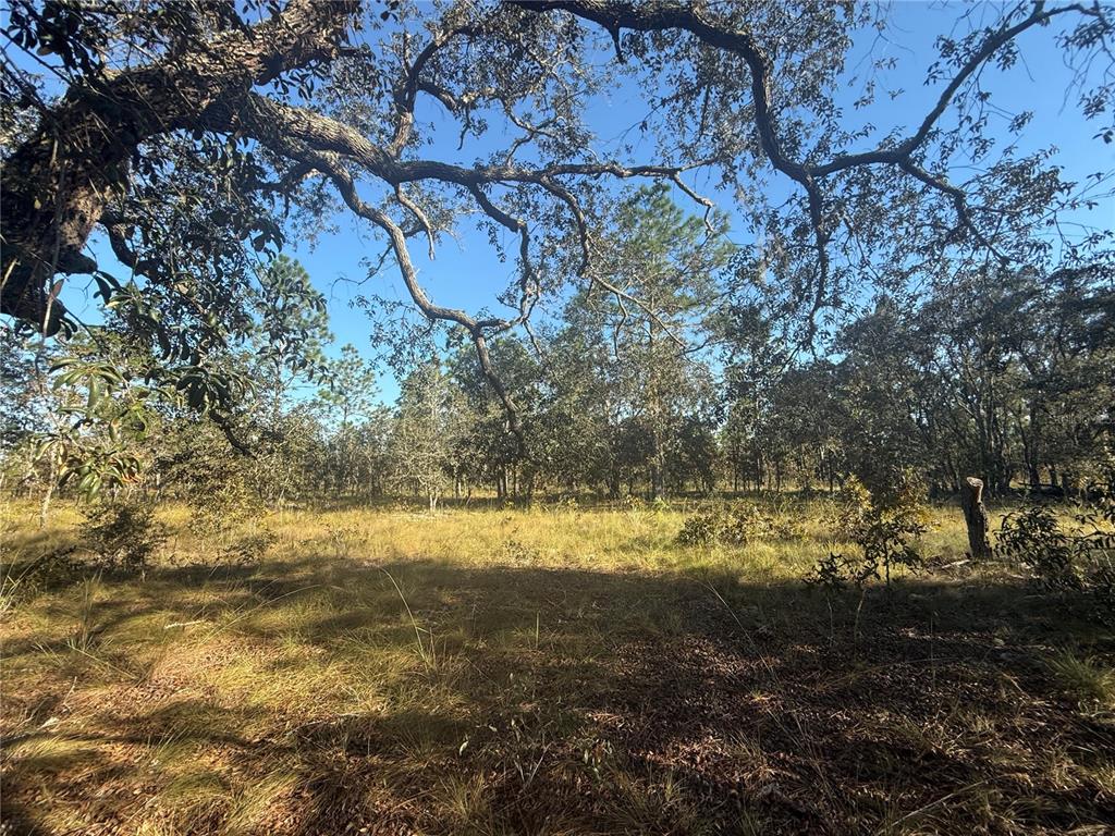 A grassy, sunlit clearing is surrounded by a dense forest of mature trees — 00 SE 73RD LANE, MORRISTON, FL