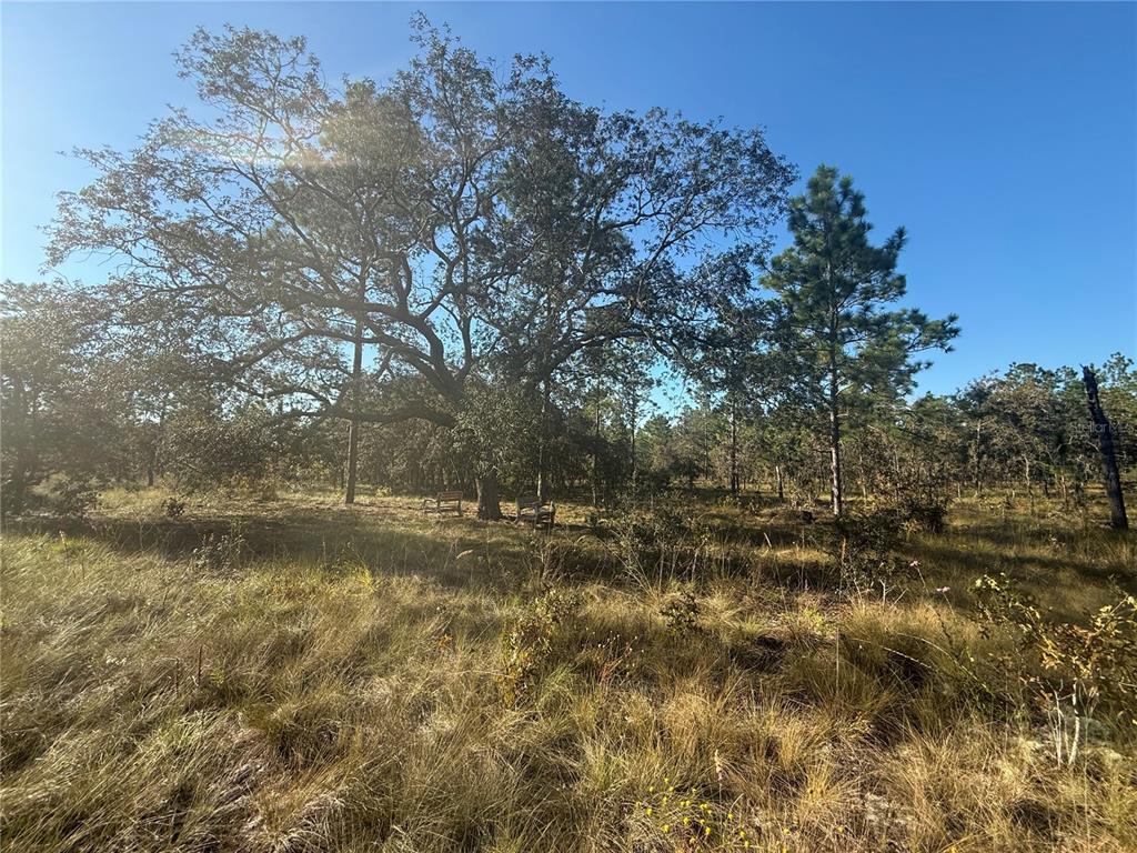 A large oak tree stands in a grassy, sunlit field under a clear blue sky — 00 SE 73RD LANE, MORRISTON, FL