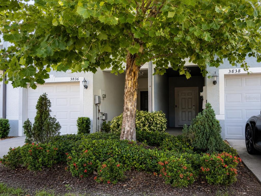 A tree stands in front of two adjacent residential units with white garage doors — 3838 CAT MINT STREET, TAMPA, FL