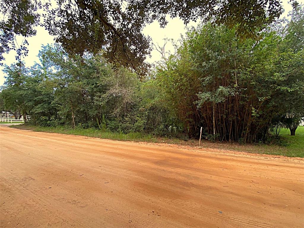 A dirt road runs alongside a dense area of trees and bamboo — DOGWOOD WAY, LADY LAKE, FL