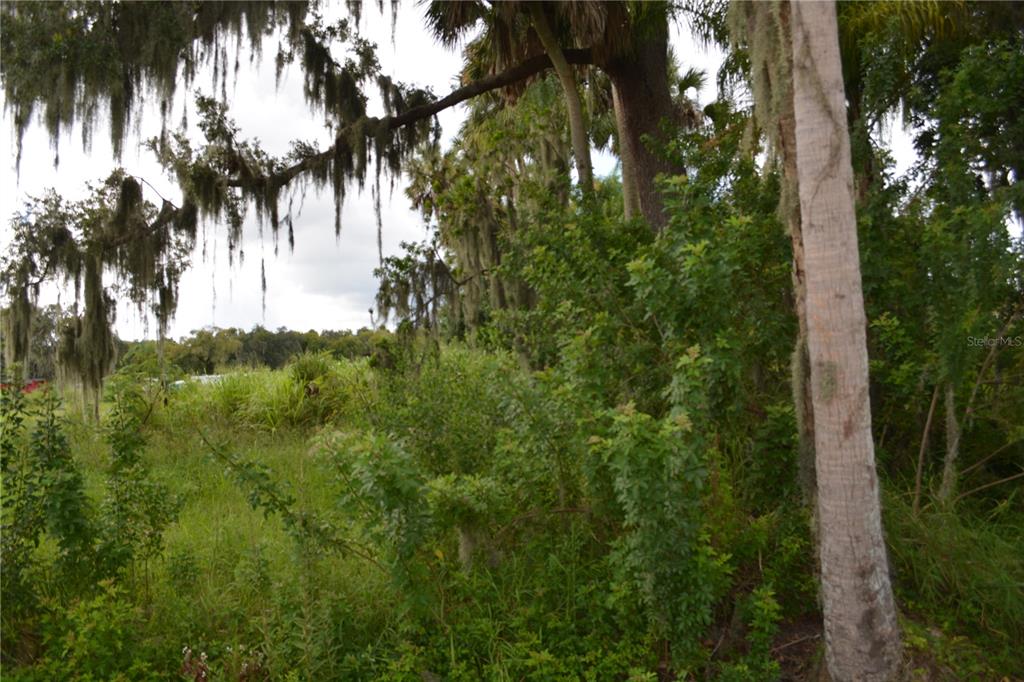 A view of a grassy, overgrown lot with several trees draped in Spanish moss — 4045 HONEY BEE PT ROAD, SANFORD, FL