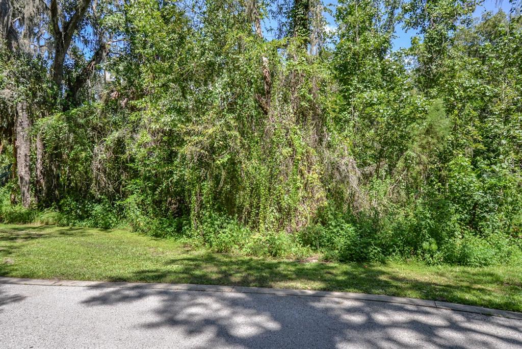 A paved road runs along the front of a densely wooded, overgrown residential lot — 4808 RAMBLING RIVER ROAD, BRANDON, FL