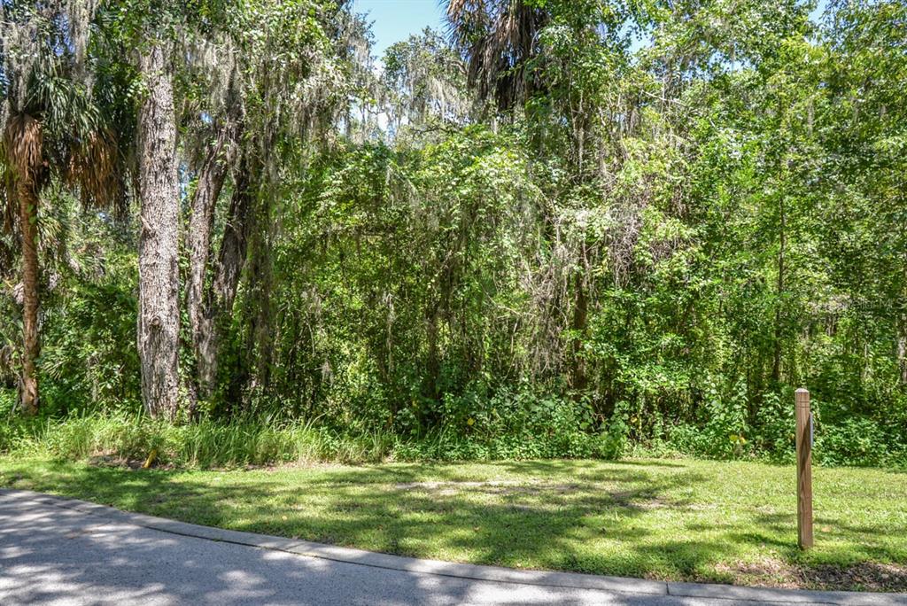 A grassy lot with dense trees and vegetation sits beside a paved road — 4808 RAMBLING RIVER ROAD, BRANDON, FL