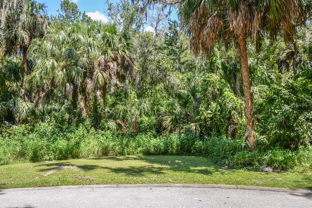 A grassy lot sits in front of a dense, wooded area with many palm trees — 4808 RAMBLING RIVER ROAD, BRANDON, FL