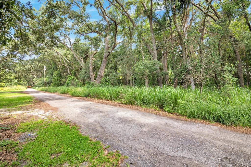 A narrow paved road runs alongside a wooded lot with tall grass and mature trees — AVALON ROAD UNIT 53, WINTER GARDEN, FL