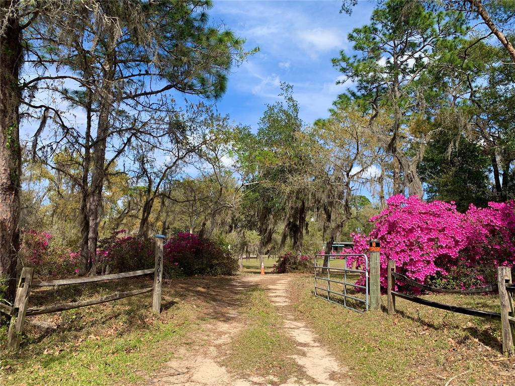 A dirt driveway leads through a wooden gate flanked by blooming pink azalea bushes — 24605 and 24645 NE 177TH TERRACE, FORT MC COY, FL