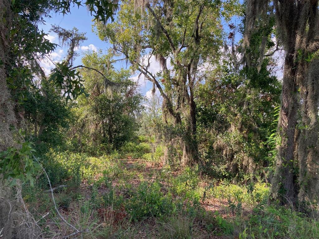 A wooded lot with mature trees draped in Spanish moss and low-lying brush — 0 3RD AVENUE, BABSON PARK, FL