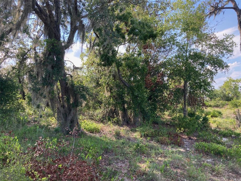 A wooded lot with mature trees draped in Spanish moss and low-lying native vegetation — 0 3RD AVENUE, BABSON PARK, FL