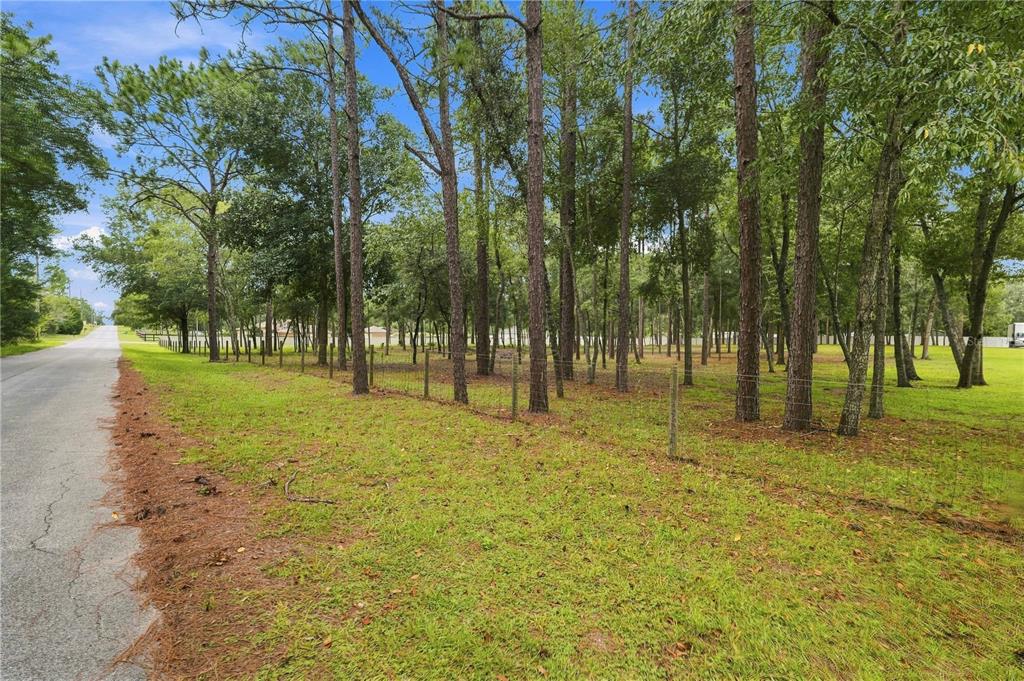 A paved road runs alongside a grassy, fenced lot filled with tall pine trees — 14313 HIGHGROVE ROAD, BROOKSVILLE, FL