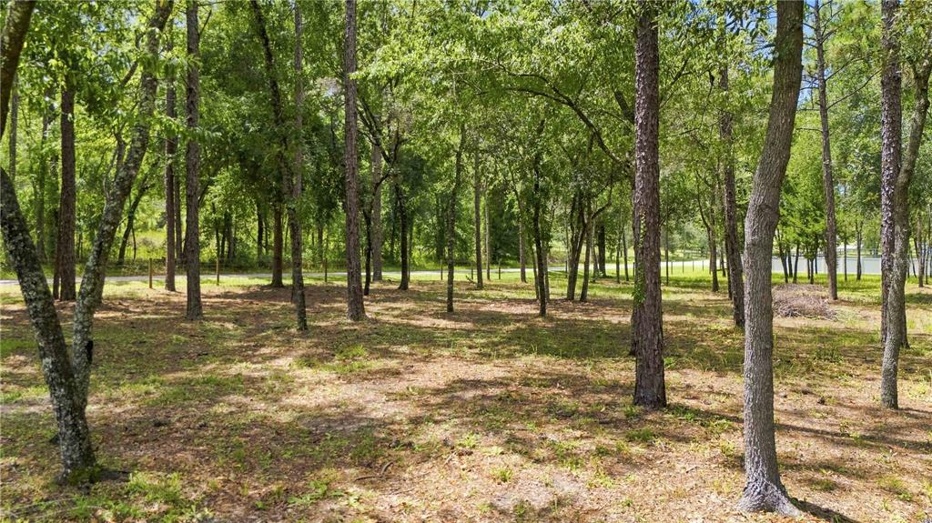 A wooded lot with scattered trees and a grassy ground cover under a bright sky — 14313 HIGHGROVE ROAD, BROOKSVILLE, FL