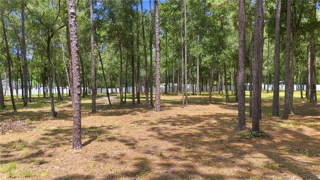 A wooded, undeveloped residential lot with tall pine trees and a white fence in back — 14313 HIGHGROVE ROAD, BROOKSVILLE, FL