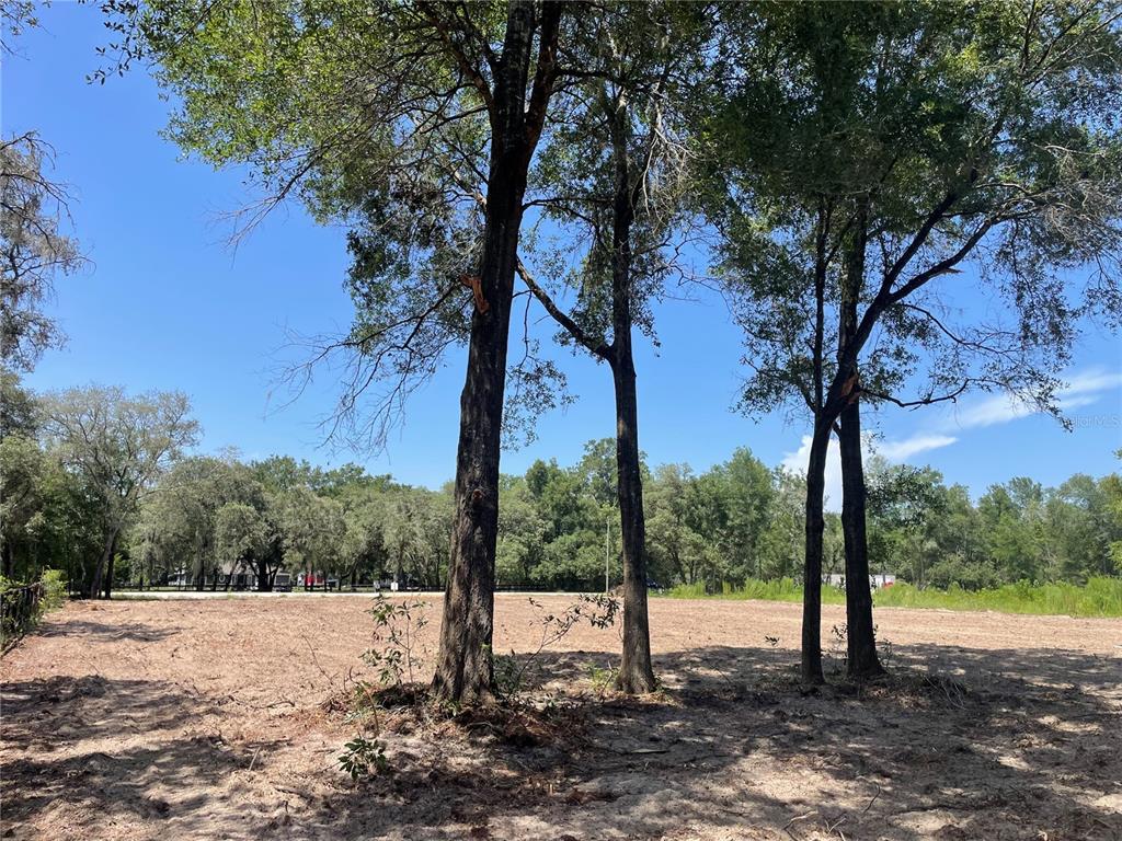 A cleared, sandy lot features several mature trees under a clear blue sky — 12276 SW 98TH STREET, DUNNELLON, FL