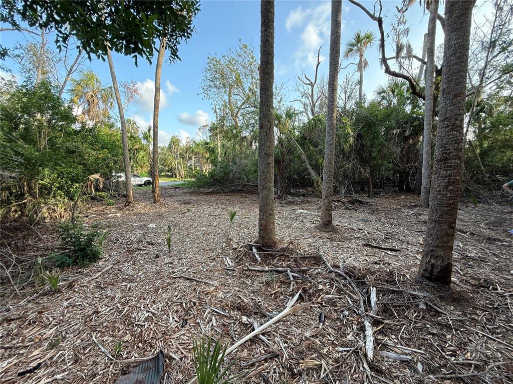 A wooded, undeveloped lot covered in wood chips with several tall palm trees — 1471 S ESTUARY DRIVE, CRYSTAL RIVER, FL