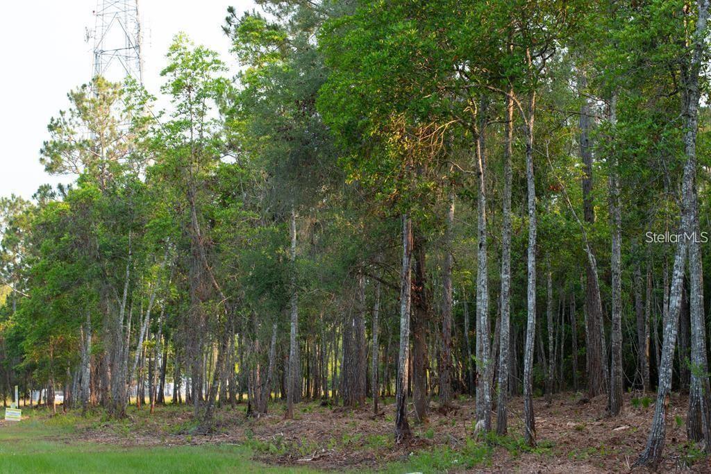 A dense forest of tall pine trees stands behind a grassy clearing — 53XX US HWY 1 N, BUNNELL, FL